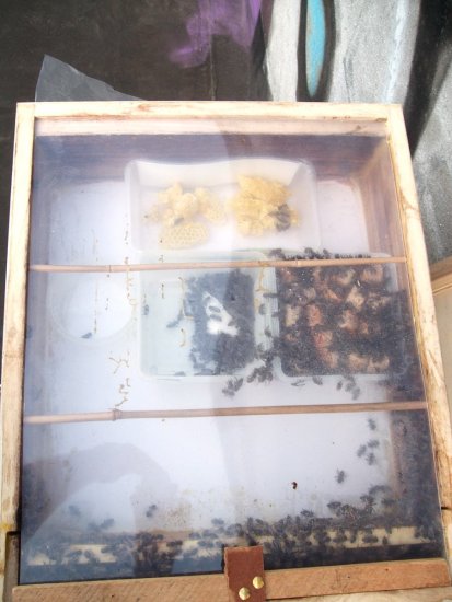 Mit alten Honigwaben