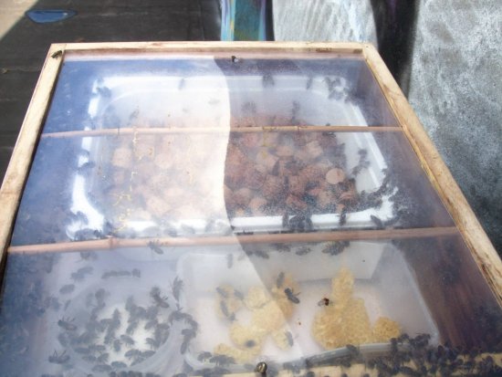 Noch 1cm FS in der großen Schale