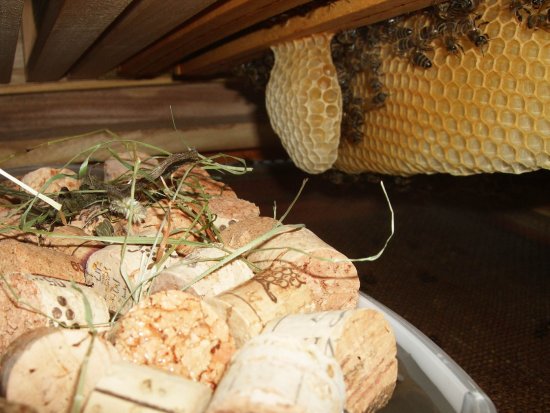 Eine späte Nachfütterung