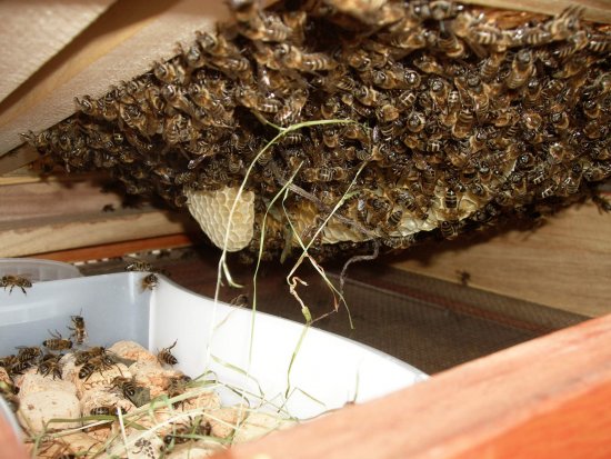 Eine späte Nachfütterung