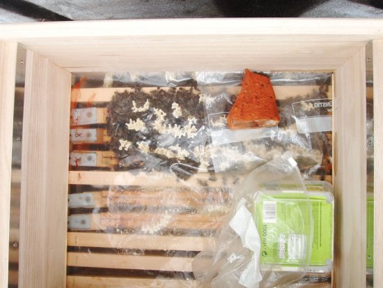 Futterteigfütterung