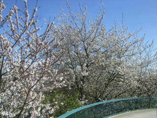 Kirschblüte (Prunus avium)