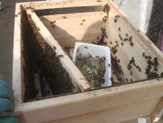 Futterzarge mit leergeschleuderter Wabe