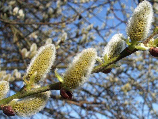 Weidenblüte