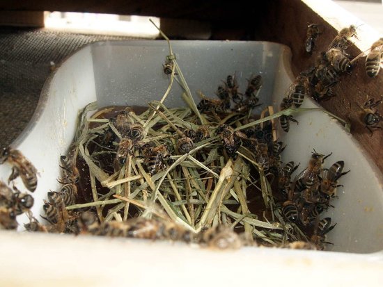 Fütterung von unten. K2