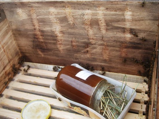 K1: Erste Fütterung mit 1 Kg Abtropfhonig.