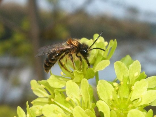 Wildbiene auf Ahornblüte