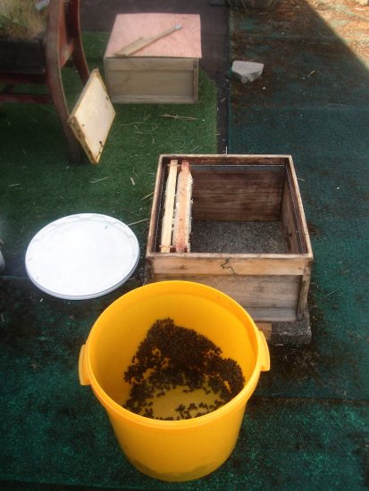 Honigklau, Ernte 2022: ohne Bienenflucht