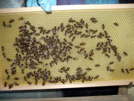 Ein Randrähmchen mit Aufbau