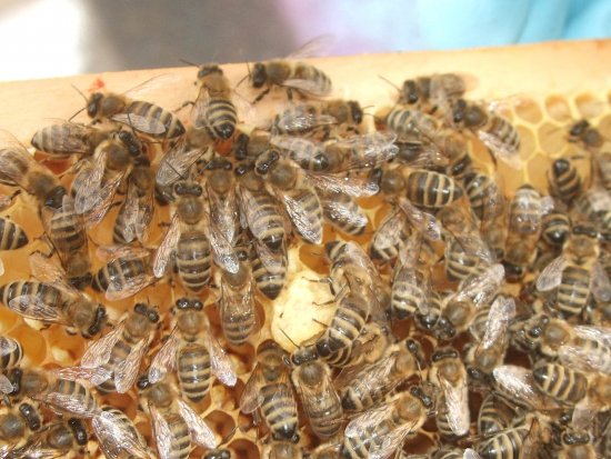 Rähmchen 4b, Weiselzelle