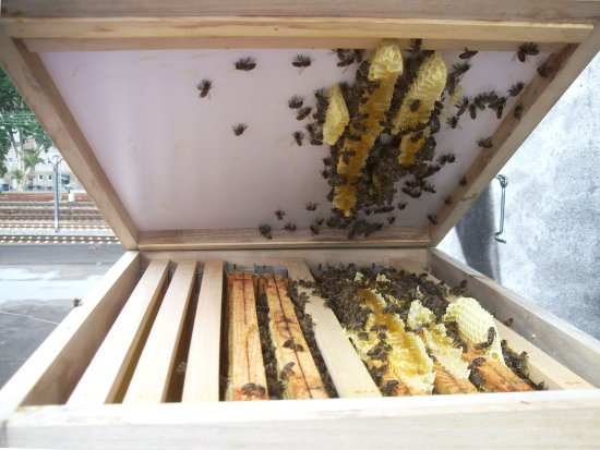 Waben-Rähmchenaufbau