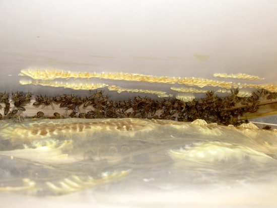 Wabenverbau, Wildbau