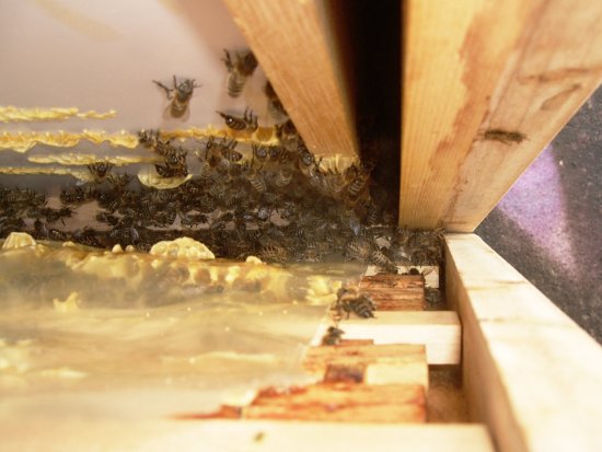 Wabenverbau, Wildbau