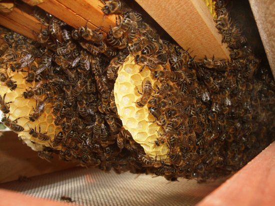 Wabenverbau, Wildbau