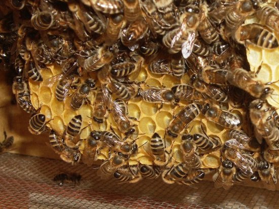 Wabenverbau, Wildbau