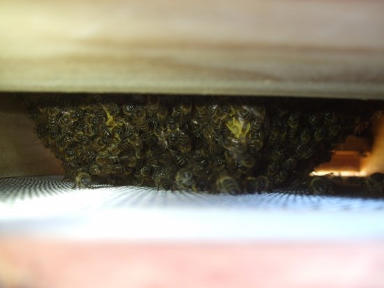 Wabenverbau, Wildbau