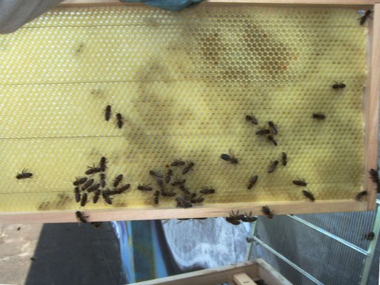 Rähmchen 9a, Brutzarge 1