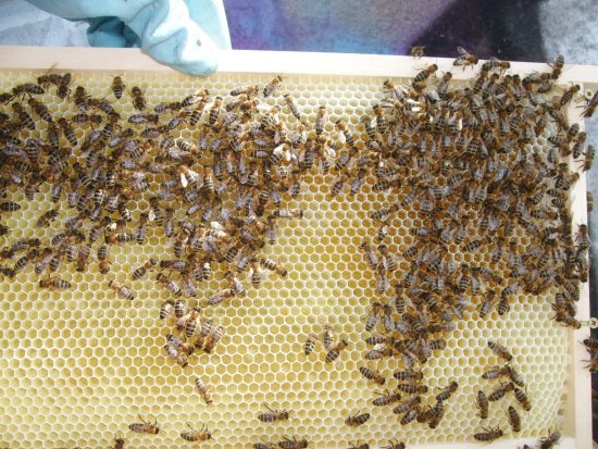 Rähmchen 9a, Brutzarge 2