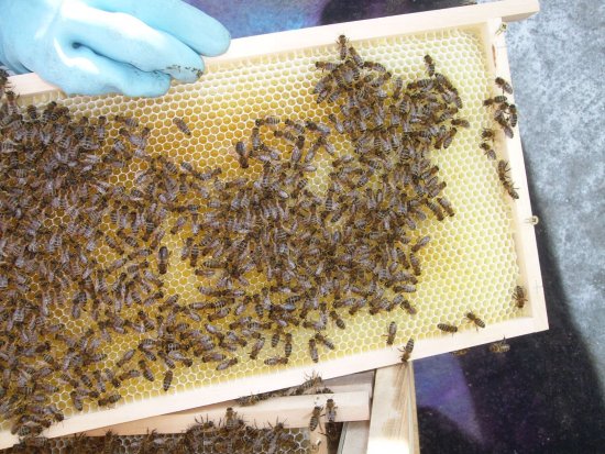 Rähmchen 9b, Brutzarge 2