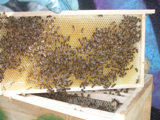 Rähmchen 8b, Brutzarge 2