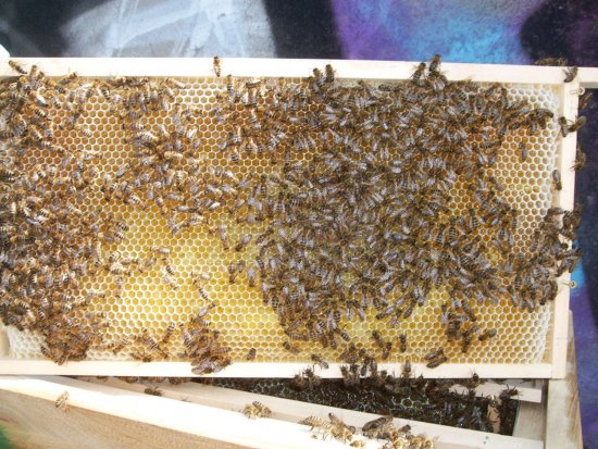 Rähmchen 7a, Brutzarge 2