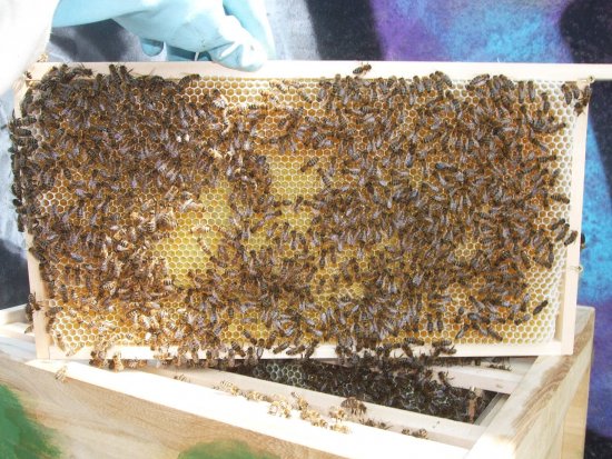 Rähmchen 7b, Brutzarge 2