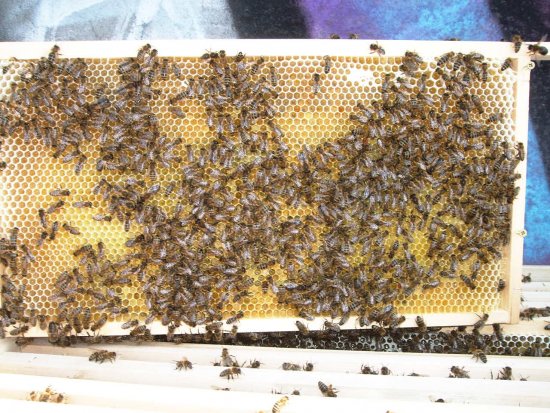 Rähmchen 5a, Brutzarge 2