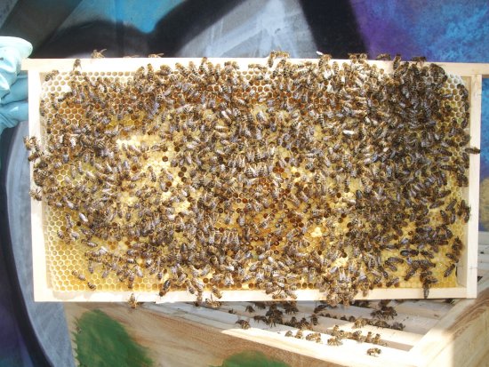 Rähmchen 4a, Brutzarge 2