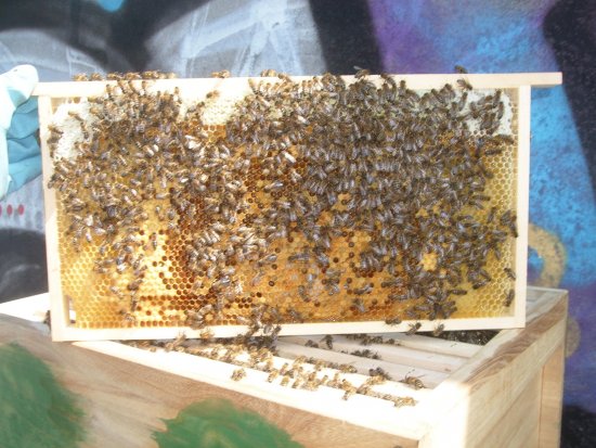 Rähmchen 4b, Brutzarge 2