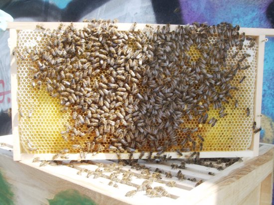 Rähmchen 3b, Brutzarge 2