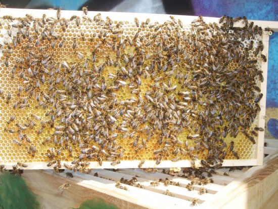 Rähmchen 2a, Brutzarge 2