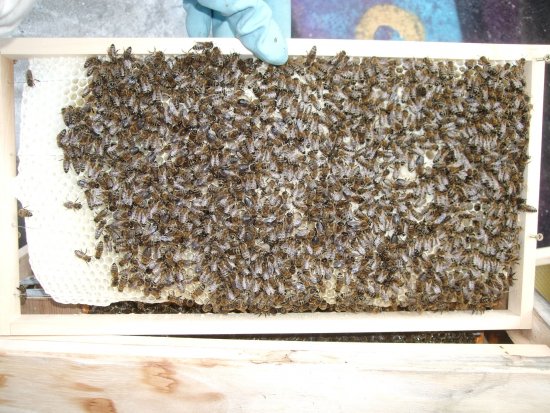 Rähmchen 7a, Baurahmen