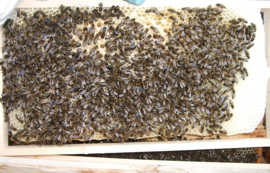 Rähmchen 7b, Baurahmen