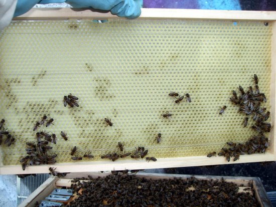 Rähmchen 10a, K1Bz1