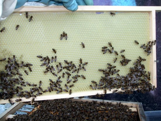 Rähmchen 10b, K1Bz1