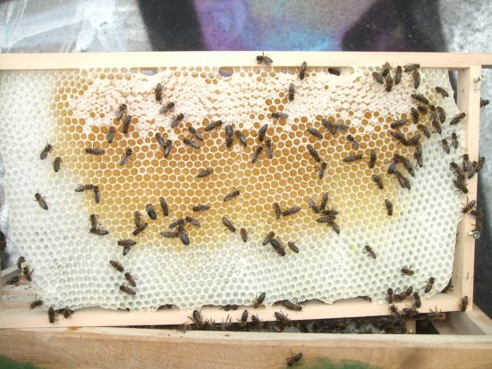 Rähmchen 9a, Ex-Leerrahmen