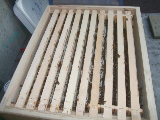 Honigraum 1 von oben