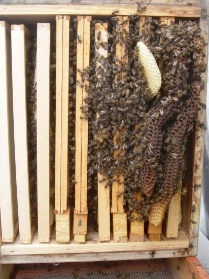 Brutraum 1 von unten.