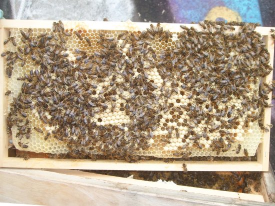 Rähmchen 7a, (Pos. 8)