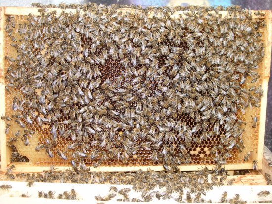 Rähmchen 4a (Pos. 6)