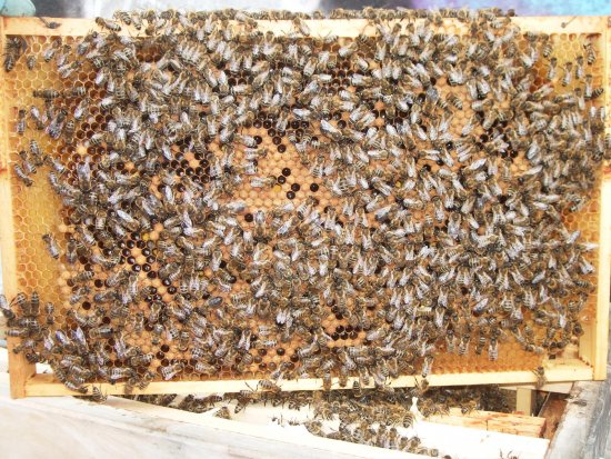 Rähmchen 4b (Pos. 6)