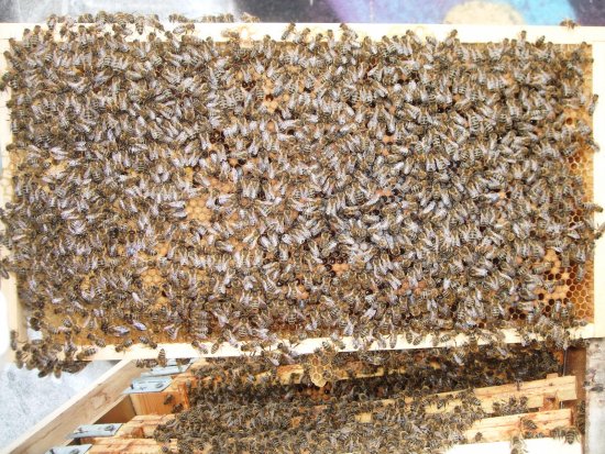 Rähmchen 8a (Pos. 5)