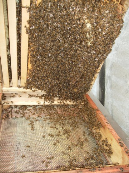 Boden Brutraum 1, Kasten 1