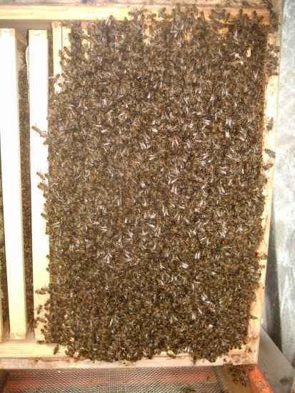 Untere Brutzarge von unten