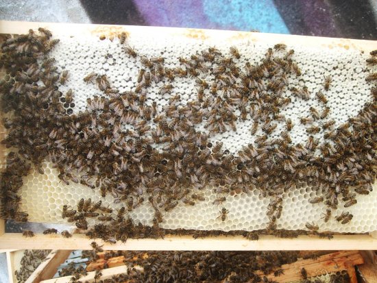 Rähmchen 7a (Posit. 8)