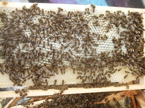 Rähmchen 7b (Posit. 8)