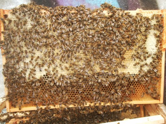 Rähmchen 5a (Posit. 7)