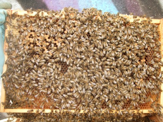 Rähmchen 4a (Posit. 6)