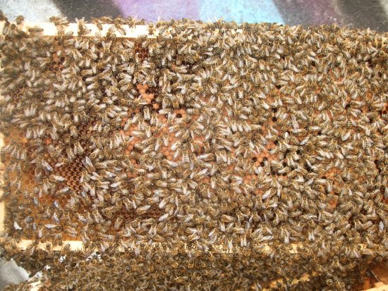 Rähmchen 8a (Posit. 5)