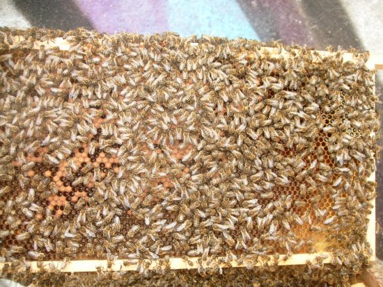 Rähmchen 8b (Posit. 5)